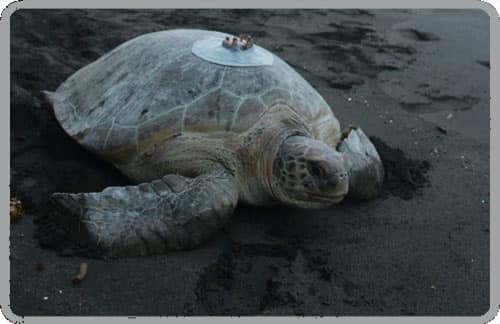 bean sea turtle camano island