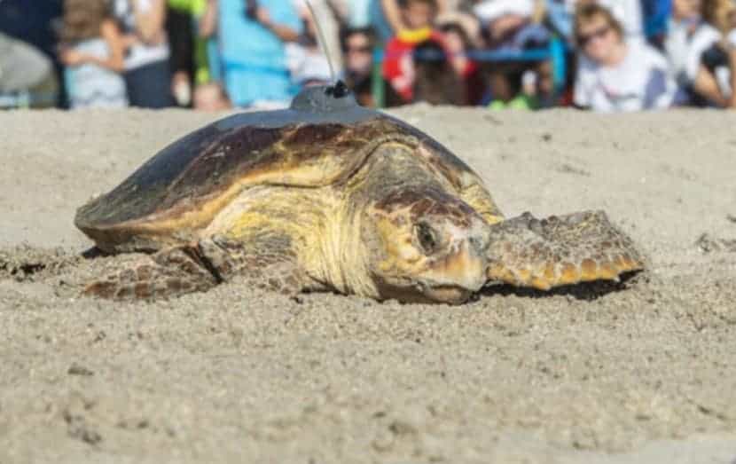 mermaid straw turtle camano island