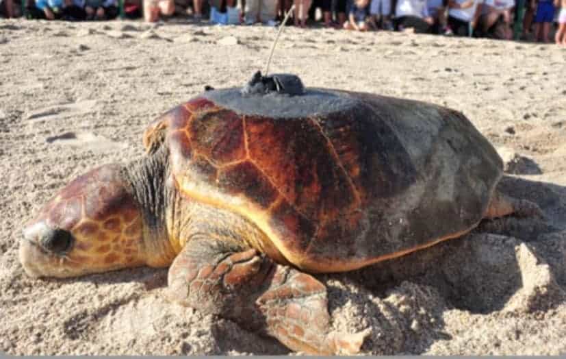 mermaid straw washington turtle